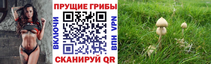 KRAKEN Кувшиново Псилоцибиновые грибы Magic Shrooms